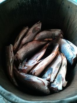 The fish lies in the smokehouse. Preparing fish for smoking.