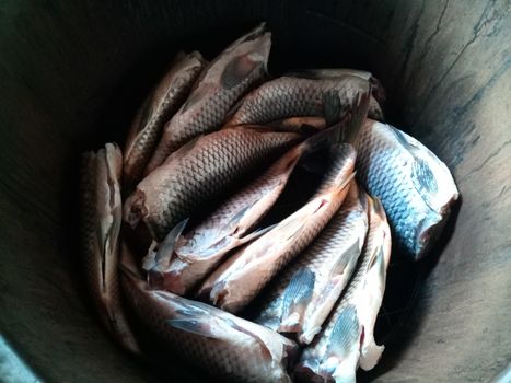 The fish lies in the smokehouse. Preparing fish for smoking.