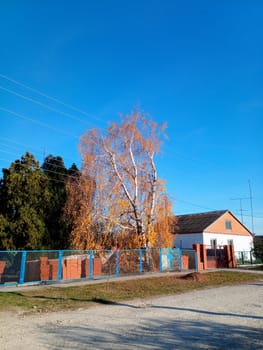 Yellowed birch in autumn. Autumn landscape in the village on the street.