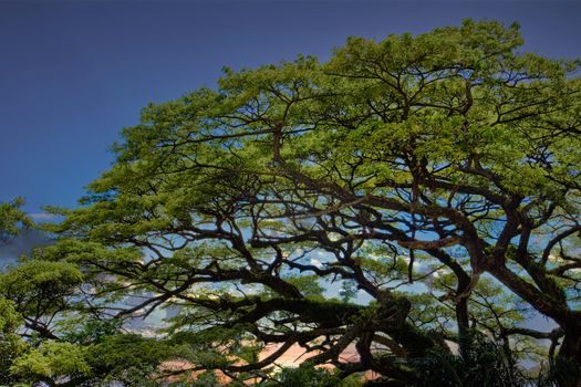 A huge old oak tree in a tropical forest