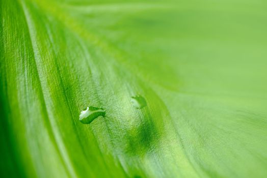 Closeup of green leaf in the garden. Greenery background with copy space, wallpaper concept.