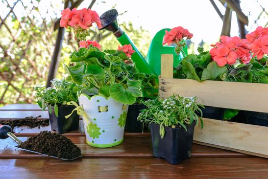 Concept of garden work - planting flowers in a garden gazebo.