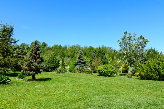 Spring garden landscape - green lawn, coniferous trees and fruit trees against the blue sky on a sunny day.