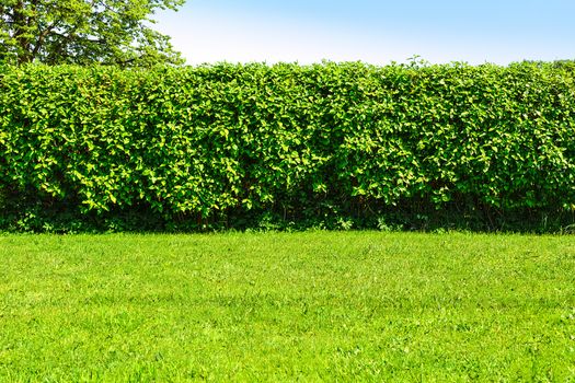 Home garden landscape - a green lawn and a big hedge on a blue sky background.