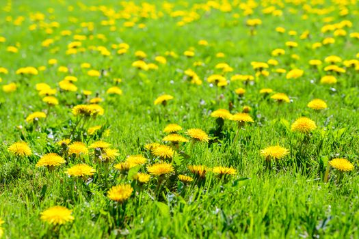 Beautiful spring background - green meadow full of blooming dandelion flowers in deep sunshine.
