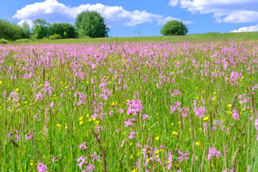 Idyllic rural landscape - flowering meadow on a sunny day on a background of blue sky and clouds