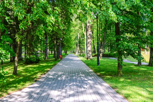 Stone pathway between green trees in a beautiful city park in a sunny summer day