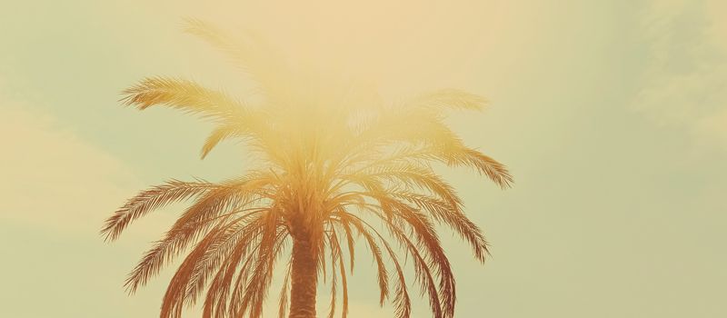 Tropical palm tree leaves in hot summer day as vintage background, summer nature and travel concept