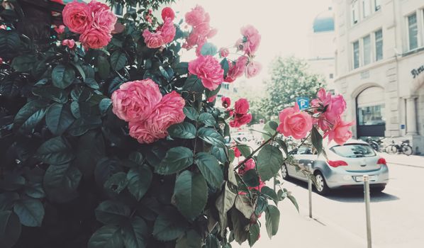 Beautiful wild pink roses in a city garden in summer