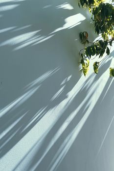 Shadows on the wall, sunshine and sun rays on summer day at sunset, nature and abstract concept