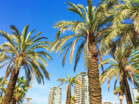 Palm trees on the beach in summer in Barcelona, nature and travel scene