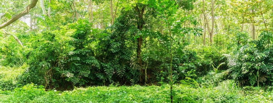 Panoramic landscape of green jungle,Tropical rain forest jungle in Thailand