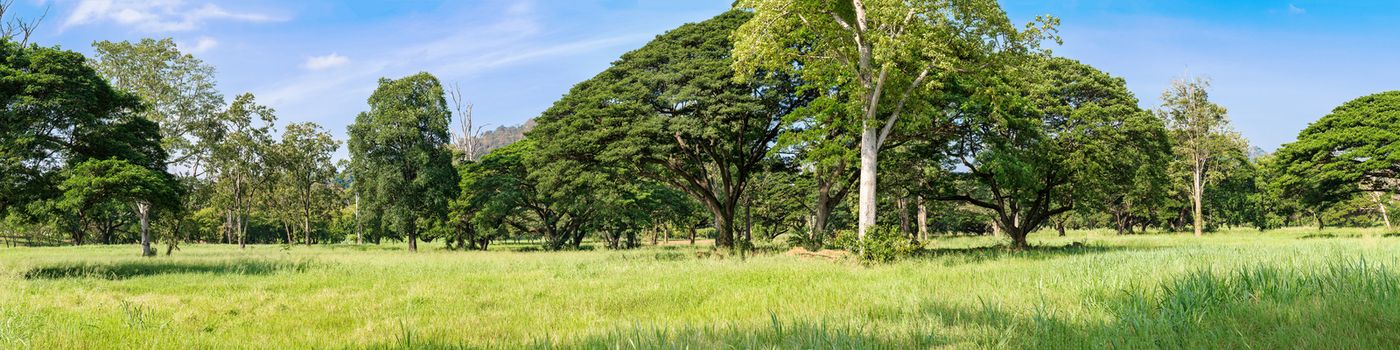 Panoramic landscape of green jungle,Tropical rain forest in Thailand