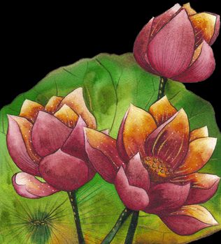 Watercolor painting illustration of blossom lotus. Artistic floral on black background