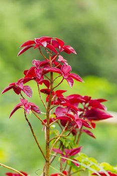 Coleus, genus of flowering plants in the family Lamiaceae. Bali, Indonesia.