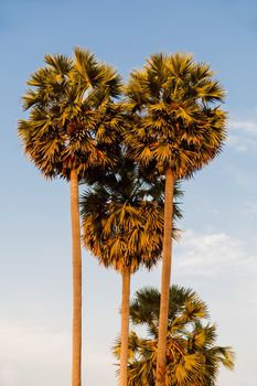 Palmtrees on blue sky background. Natural tropical background.