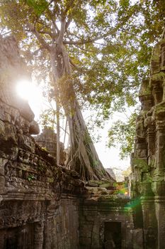 Ceiba tree ruin a building in Angkor Wat, a temple complex in Cambodia and the largest religious monument in the world. UNESCO World Heritage Site. Siem Reap, Cambodia.