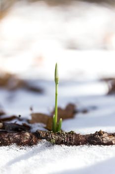 Snowdrop (Gal�nthus) flower makes the way through snow. Ai-Petri mountain, Crimea, Russia.