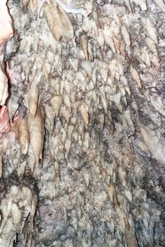 Bellamar caves (Cuevas de Bellamar), Cuba. Underground geological landmark with different types of stalactites and stalagmites. Close up photo of salt stone wall.