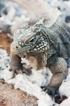 Cuban rock iguana (Cyclura nubile).