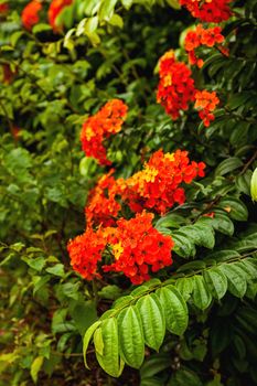 Natural background with blooming red tropical flowers. Wet plant leaves with water drops after rain. Malaysia.