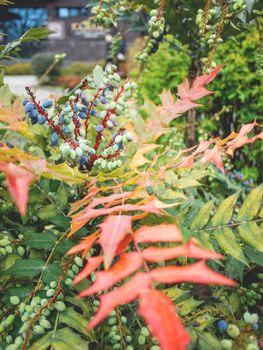 Mahonia aquifolium or Oregon grape. Blue berries with bright green and red leaves.