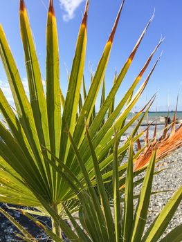 Sun shines through palm tree leaves. Tropical tree with fresh green foliage.