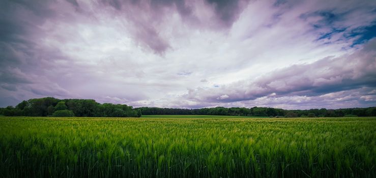 Beautiful landscape with green barley field with cloudy sky in the background. Green fields in the countryside near Bonn, Germany.