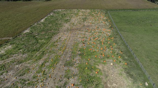 Aerial View of Amish Pumpkin Farm Countryside in Autumn from a Drone