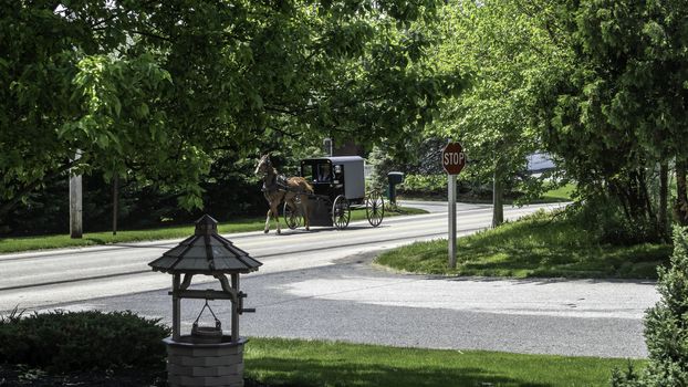 Amish Horse and Buggy Traveling on a Residential Road on a Summer Day