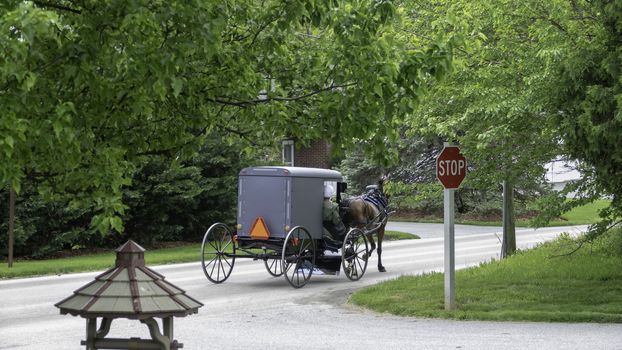 Amish Horse and Buggy Traveling on a Residential Road on a Summer Day