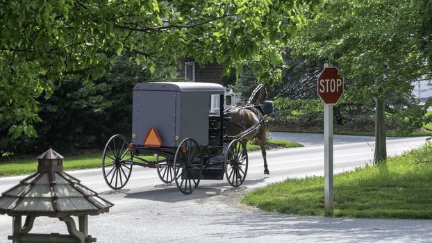 Amish Horse and Buggy Traveling on a Residential Road on a Summer Day