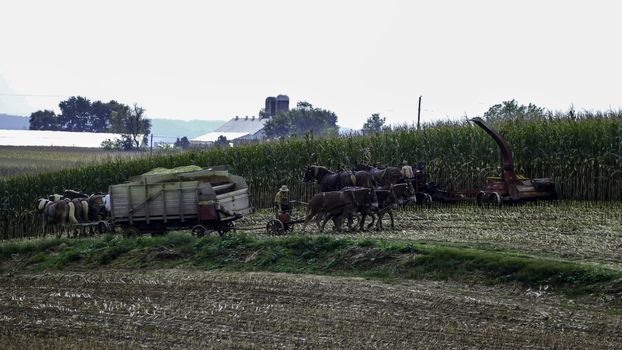 Amish Farmers Harvesting Their Crops on an Autumn Day with Teams of Horses