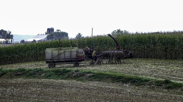 Amish Farmers Harvesting Their Crops on an Autumn Day with Teams of Horses
