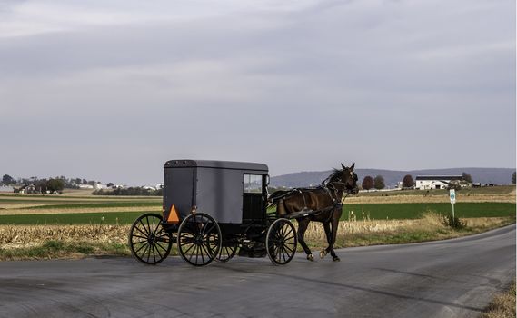 Amish Horse and Buggy Traveling on a Residential Road on a Summer Day