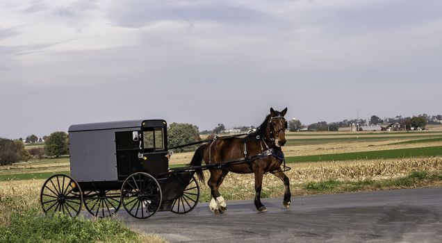 Amish Horse and Buggy Traveling on a Residential Road on a Summer Day