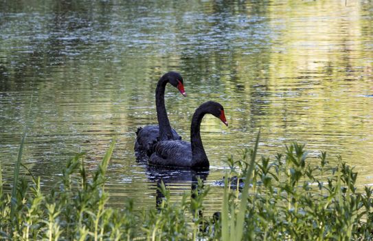 two black swan couple in a small pond in the forest during sunset