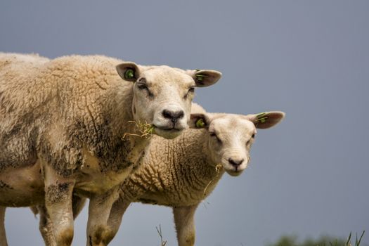 two curious sheep looking art the camera white eating grass