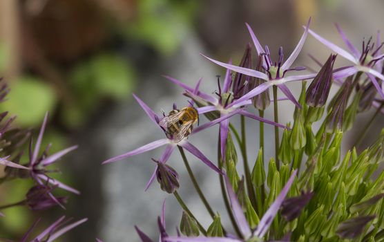 macro of a wasp insect on a allium flower