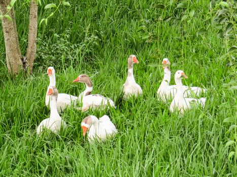 Several white geese together on the lawn on sunny day.