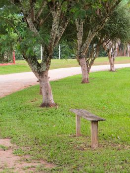 Wooden bench and tree beside the road in grassy park on sunny day.