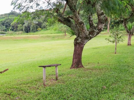 Wooden bench and tree beside the road in grassy park on sunny day.