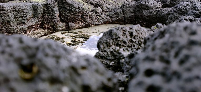 Macro shot of volcanic black rock on the beach while in vacation in jeju island, south korea