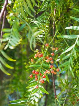 Pink peppercorn (baie rose, pink berry). Schinus molle or Peruvian peppertree.