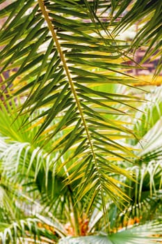 Natural background with palm tree leaves and sun reflection.