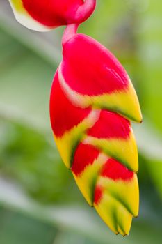 Lobster claw Heliconia. Natural background with exotic tropical flower.