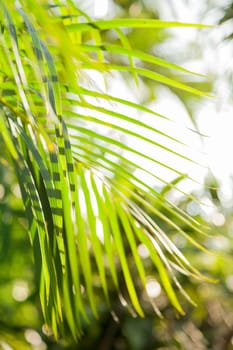 Natural background with palm tree leaves and sun reflection. Thailand.