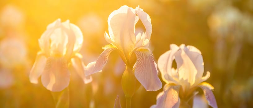 A lot of lilac irises flowers on the field in the sunlight