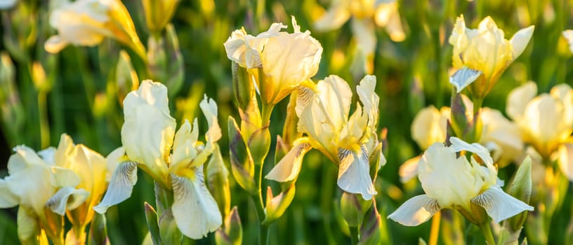 A lot of lilac irises flowers on the field in the sunlight