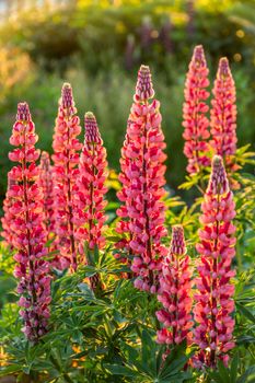 Wild pink lupine flowers in the sunlight